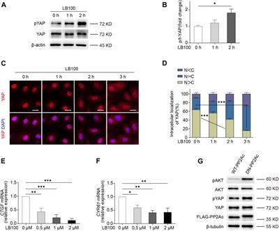 Protein Phosphatase 2A Mediates YAP Activation in Endothelial Cells Upon VEGF Stimulation and Matrix Stiffness